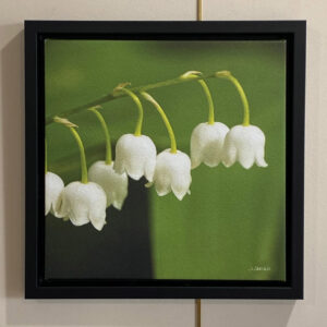 Lily of the Valley by Jim Carlen