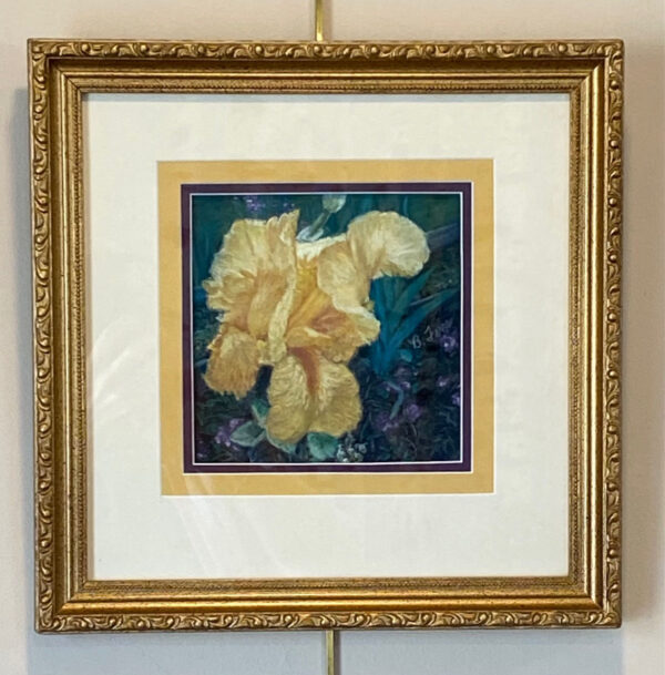Yellow Iris by Brenda Ferro