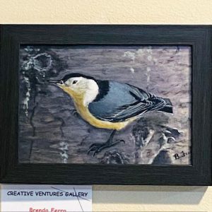 Nuthatch on Pine by Brenda Ferro