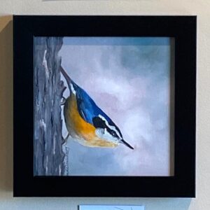 Nuthatch" by Linda Salisbury: Small bird with blue, orange, and white feathers on tree, in a black frame.